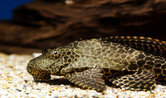 Does Every Tank Really Need an Algae Eater?