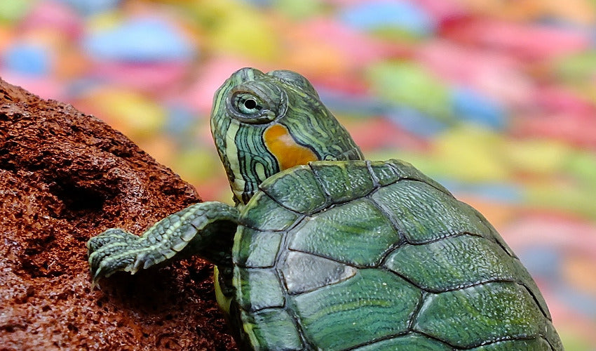 Don's Tropical Pets & Plants: Pet & Plant Store - San Antonio, TX