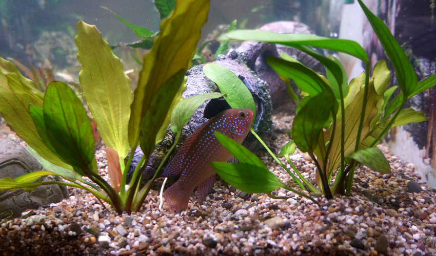 Why Are My Fish Hiding Now?