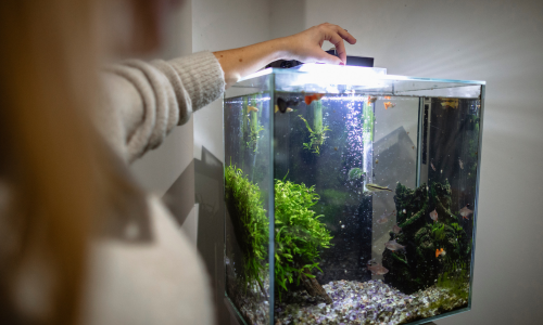 Feeding pet fish